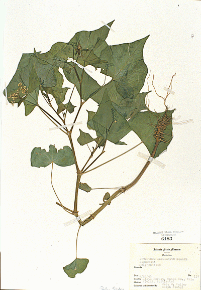 Fagopyrum Esculentum
