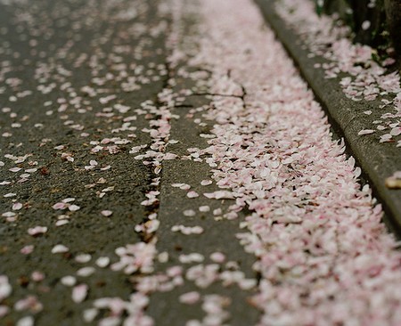 die on the sakura-field