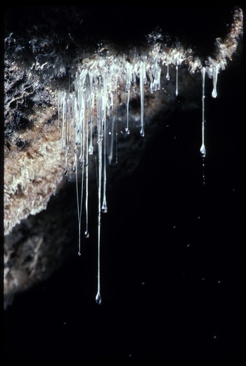 stalactites morveuses