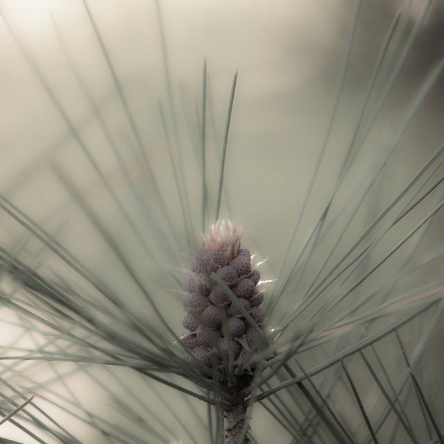 Pomme de pin