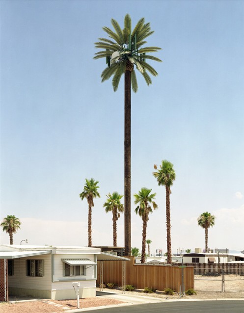 New trees - Robert Voit