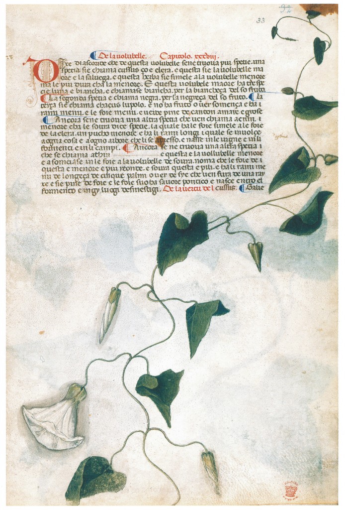 Maître padouan, Liber Agrega de Sérapion, Londres, British Library